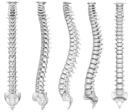 The human spine, vertebrae and spinal discs